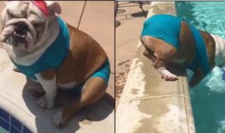 狗狗的太大了太热了 狗狗的太大了太热了