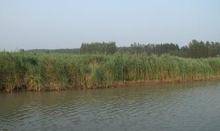 微山湖湿地公园 微山湖湿地公园