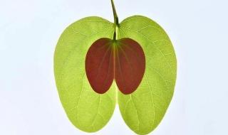 微距是什么意思 微距是什么意思