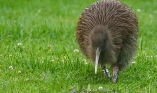 新西兰国鸟 新西兰国鸟