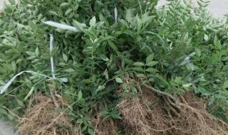 无刺花椒苗价格 无刺花椒苗价格