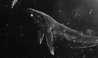 一鲸落万物生完整句 一鲸落万物生完整句