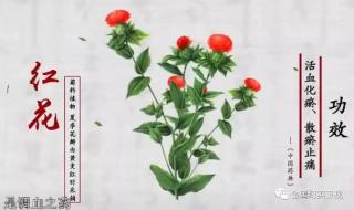 中国养生茶 中国养生茶