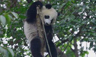 大熊猫属于什么科动物 大熊猫属于什么科动物