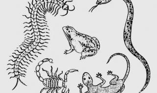 蝎子和蜈蚣谁厉害